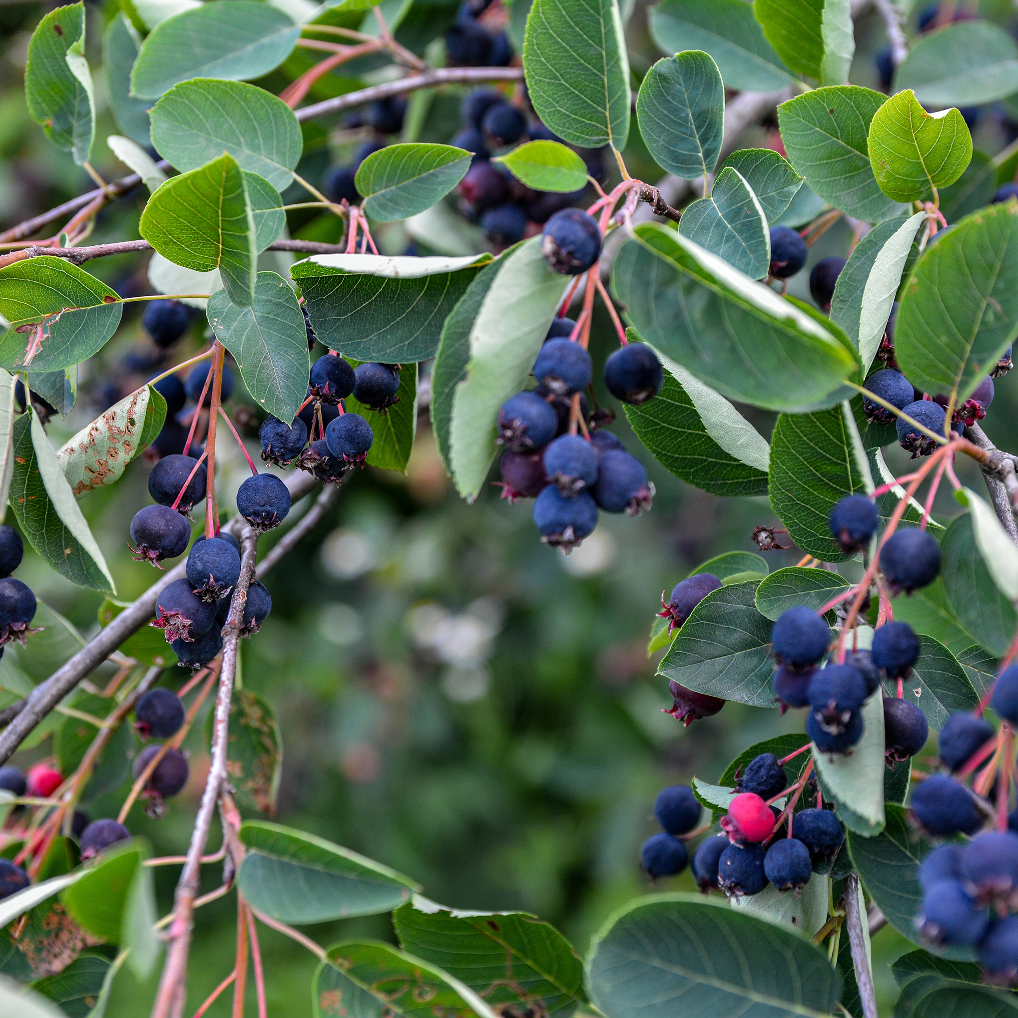 Buske Omnia Garden Prakthäggmispel 50-80 cm