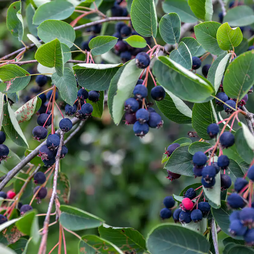Buske Omnia Garden Prakthäggmispel 50-80 cm