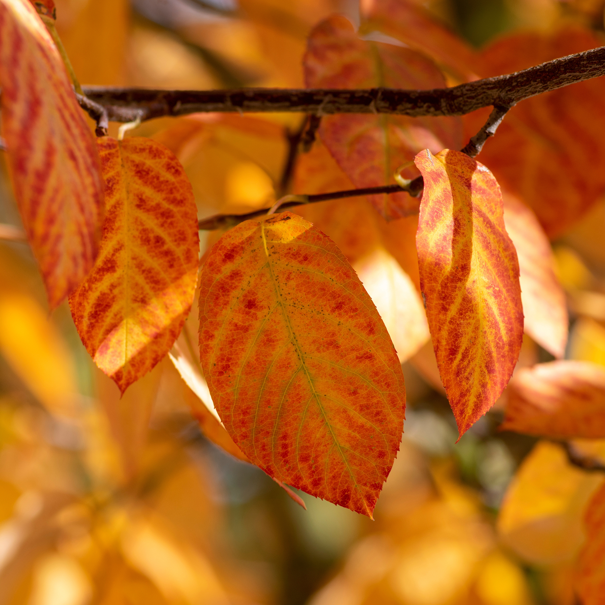 Buske Omnia Garden Prakthäggmispel 50-80 cm