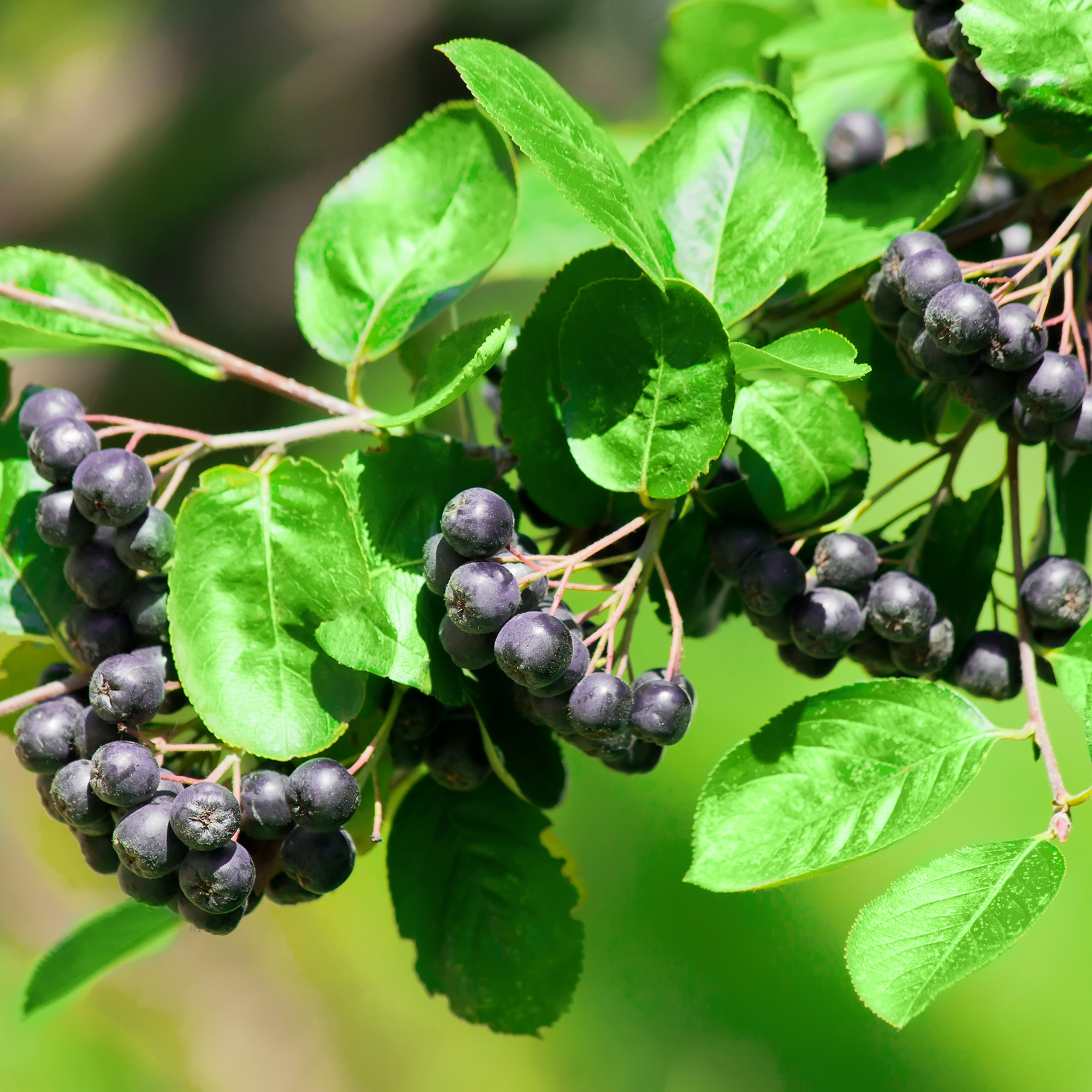 Buske Omnia Garden Slånaronia Elata 30-50 cm