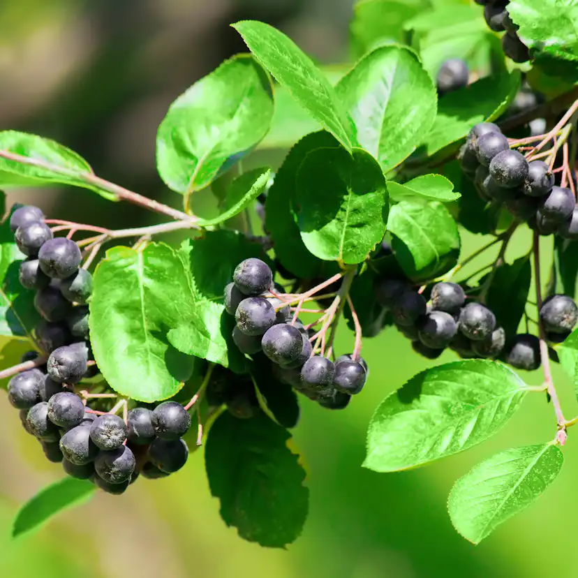 Buske Omnia Garden Slånaronia Elata 30-50 cm