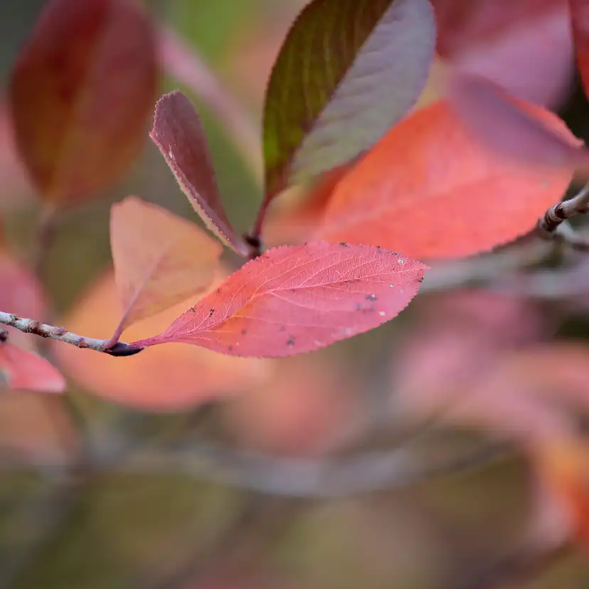 Buske Omnia Garden Slånaronia Elata 30-50 cm