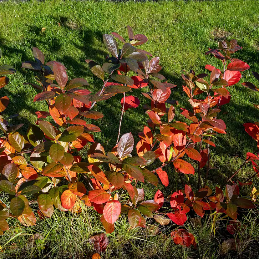 Buske Omnia Garden Slånaronia Elata 30-50 cm