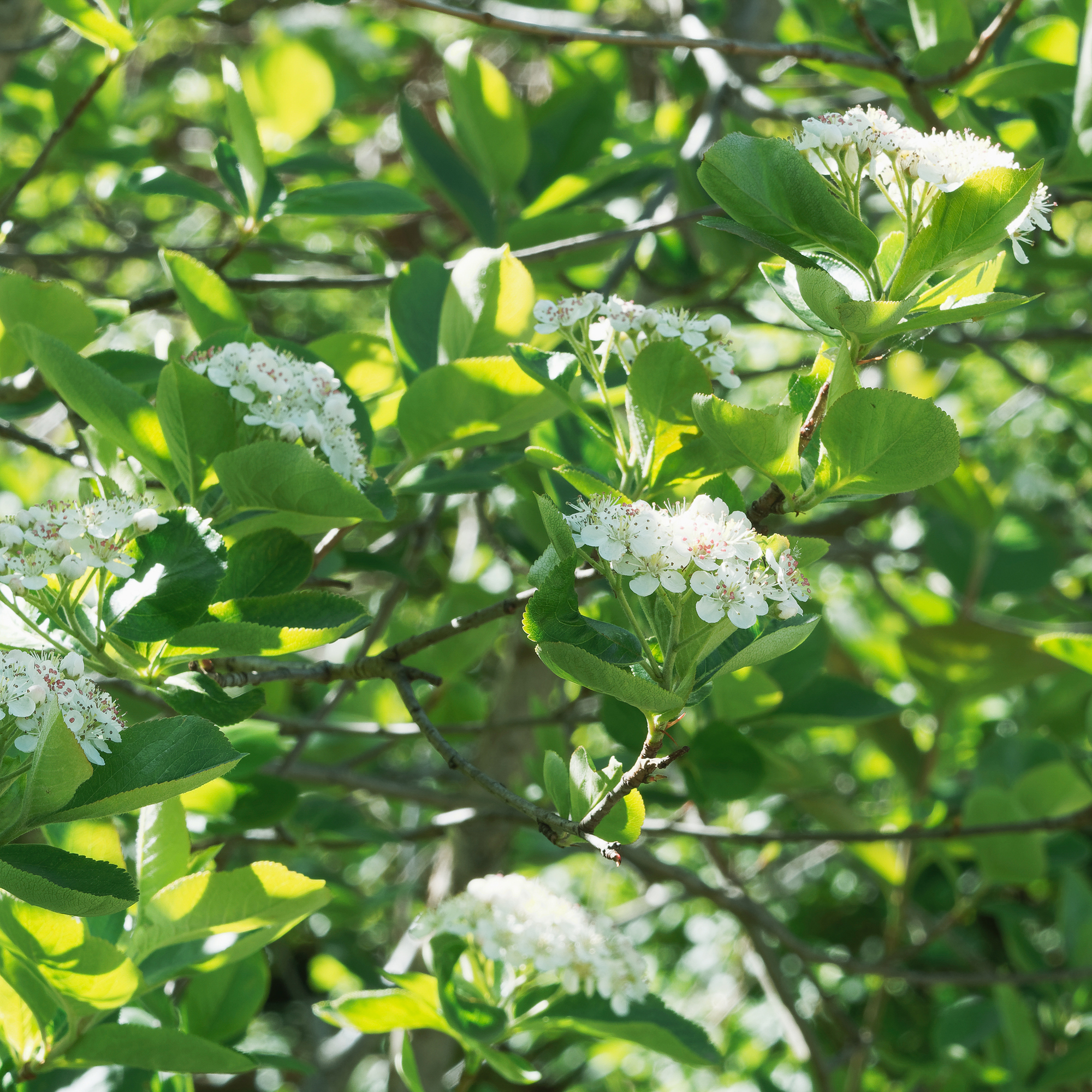 Buske Omnia Garden Slånaronia Elata 30-50 cm