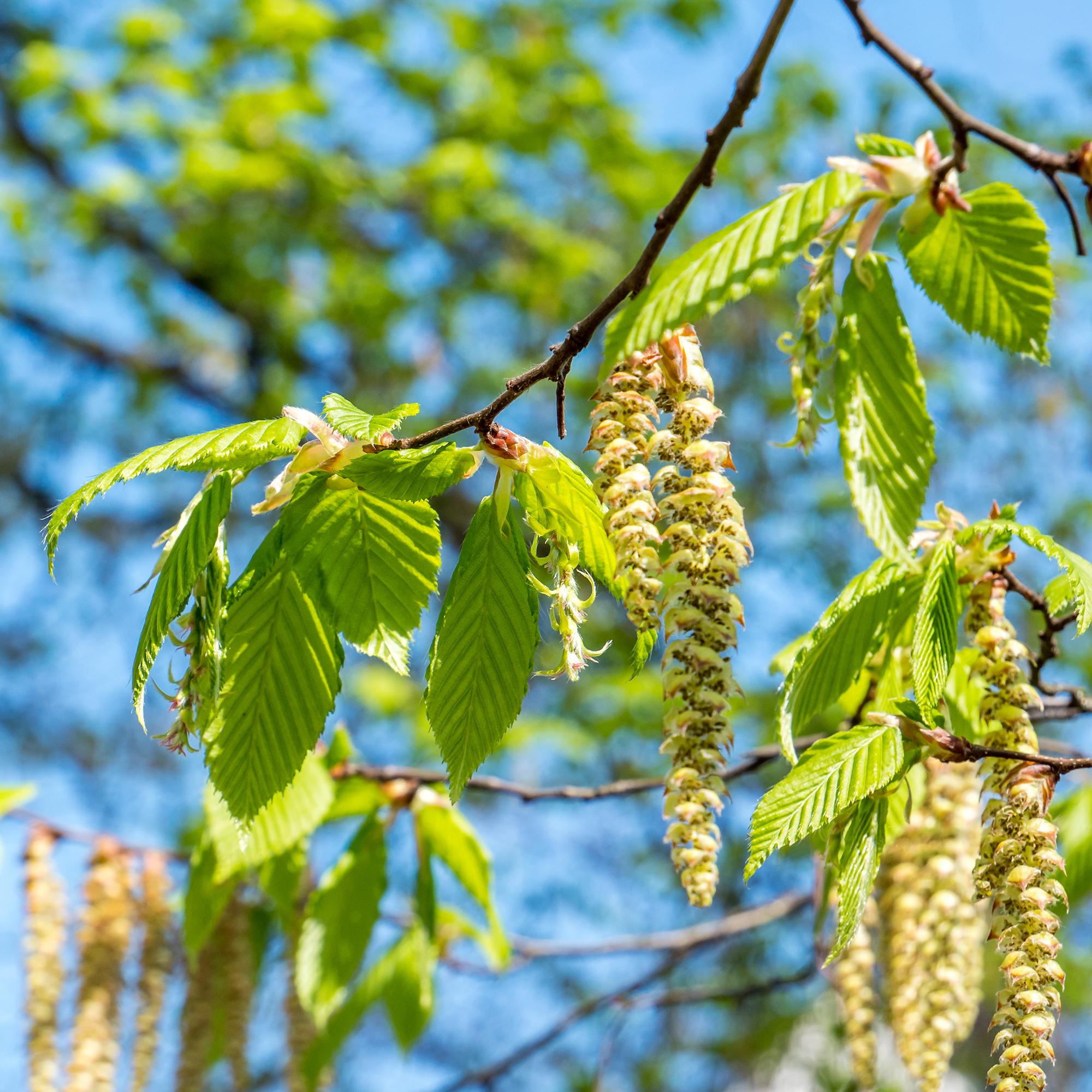 Vårtbjörk Omnia Garden 60-100 cm