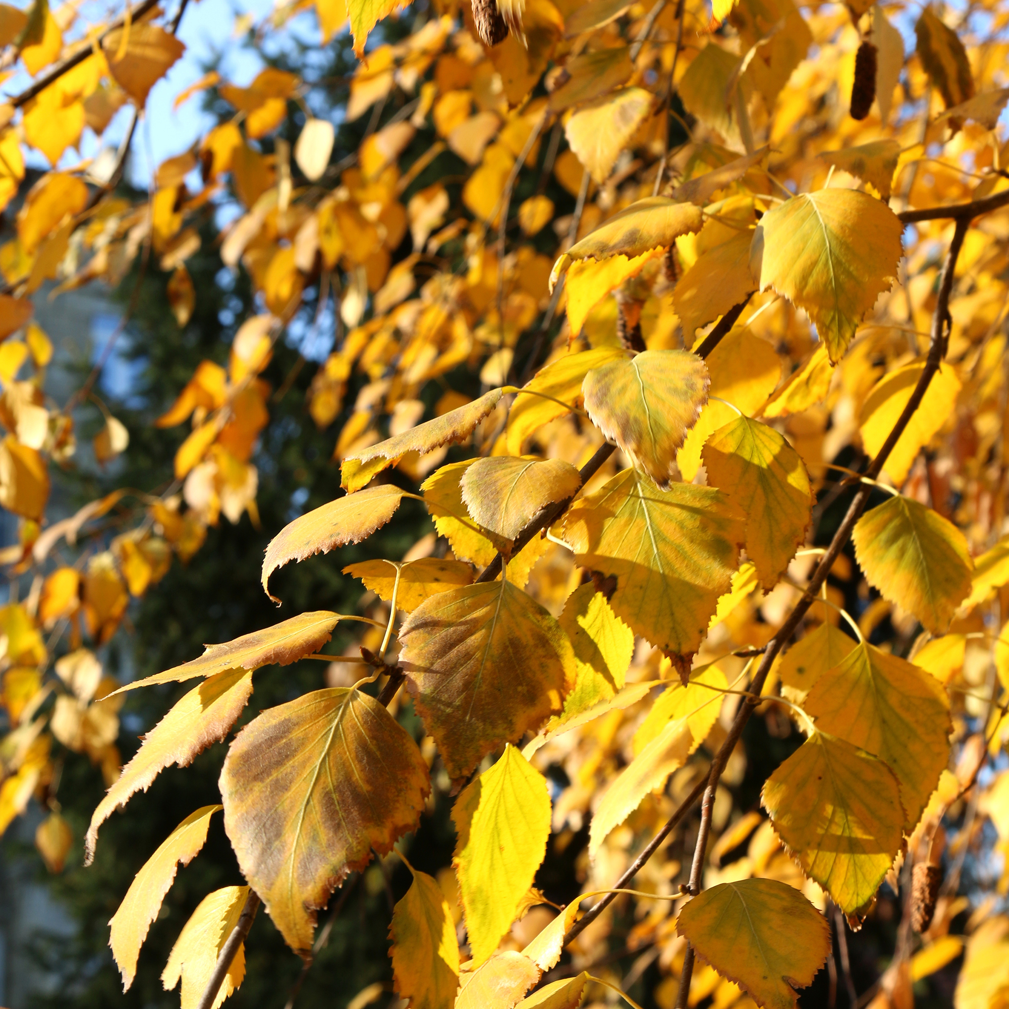 Vårtbjörk Omnia Garden 60-100 cm