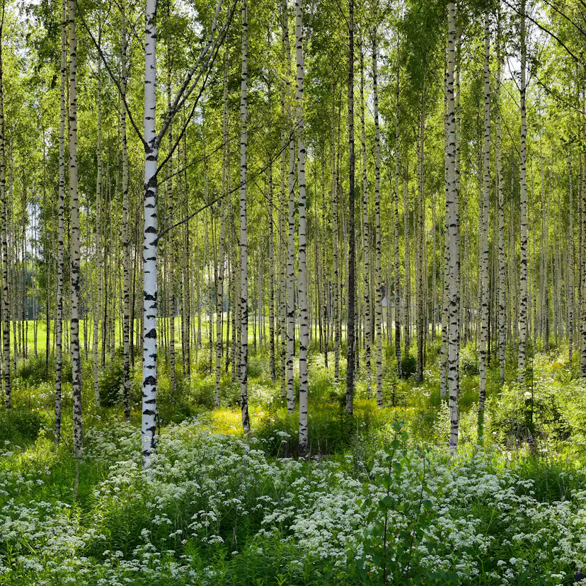 Vårtbjörk Omnia Garden 60-100 cm
