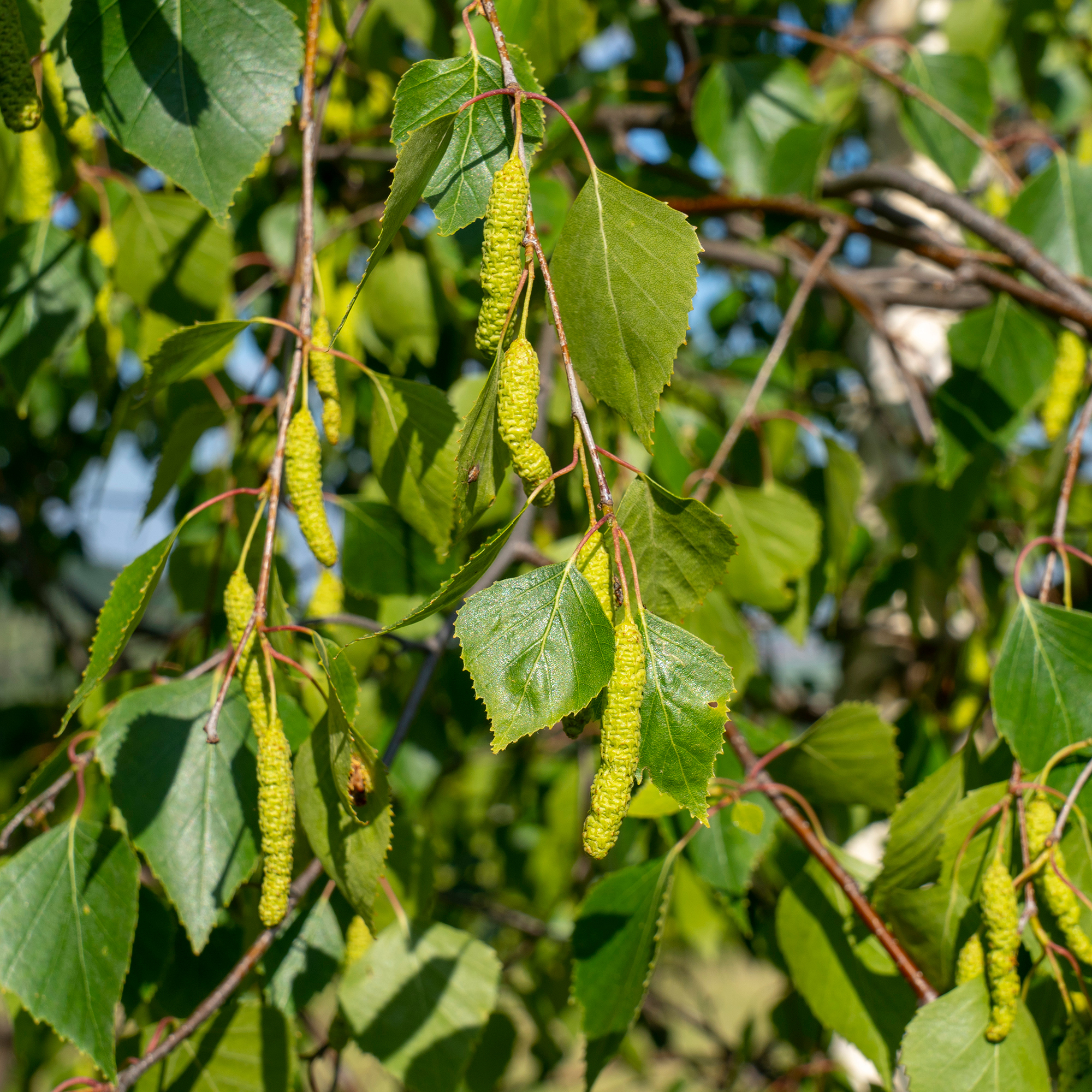 Vårtbjörk Omnia Garden 60-100 cm