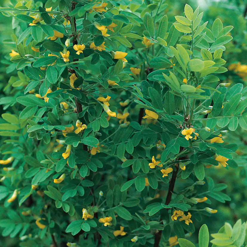 Häckkaragan Omnia Garden 40-65 cm