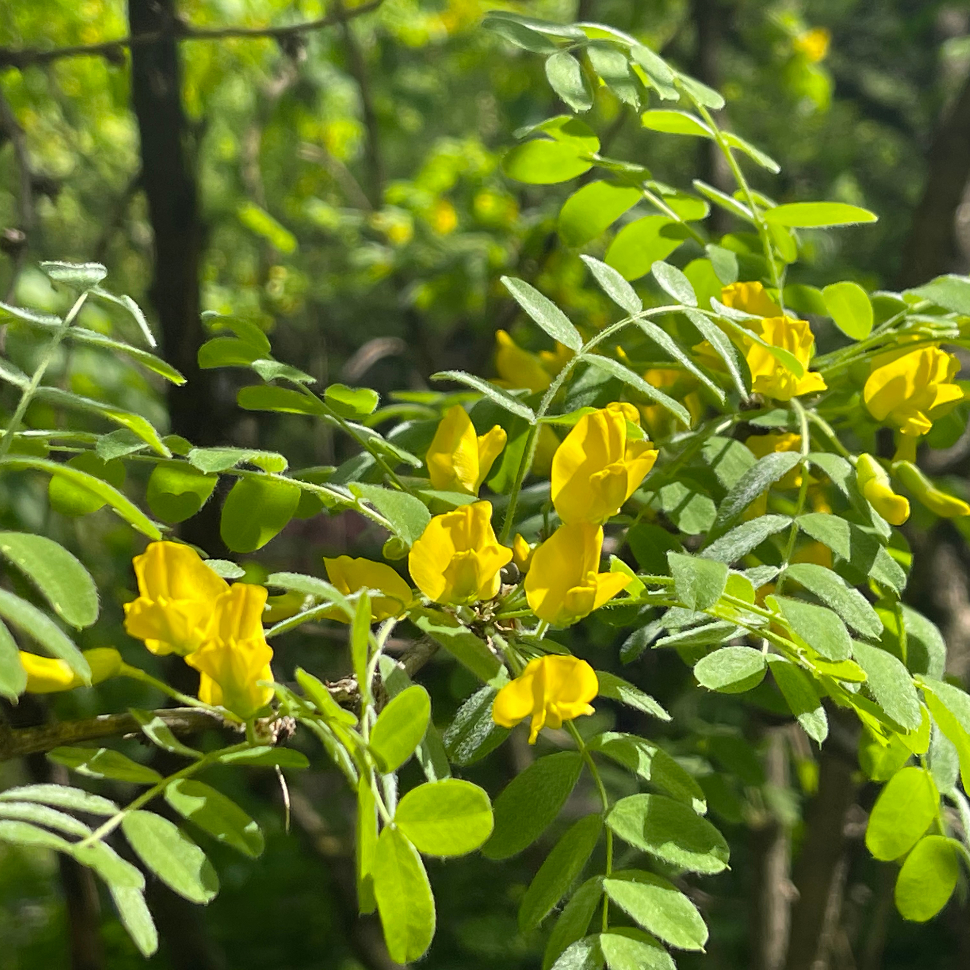 Häckkaragan Omnia Garden 40-65 cm