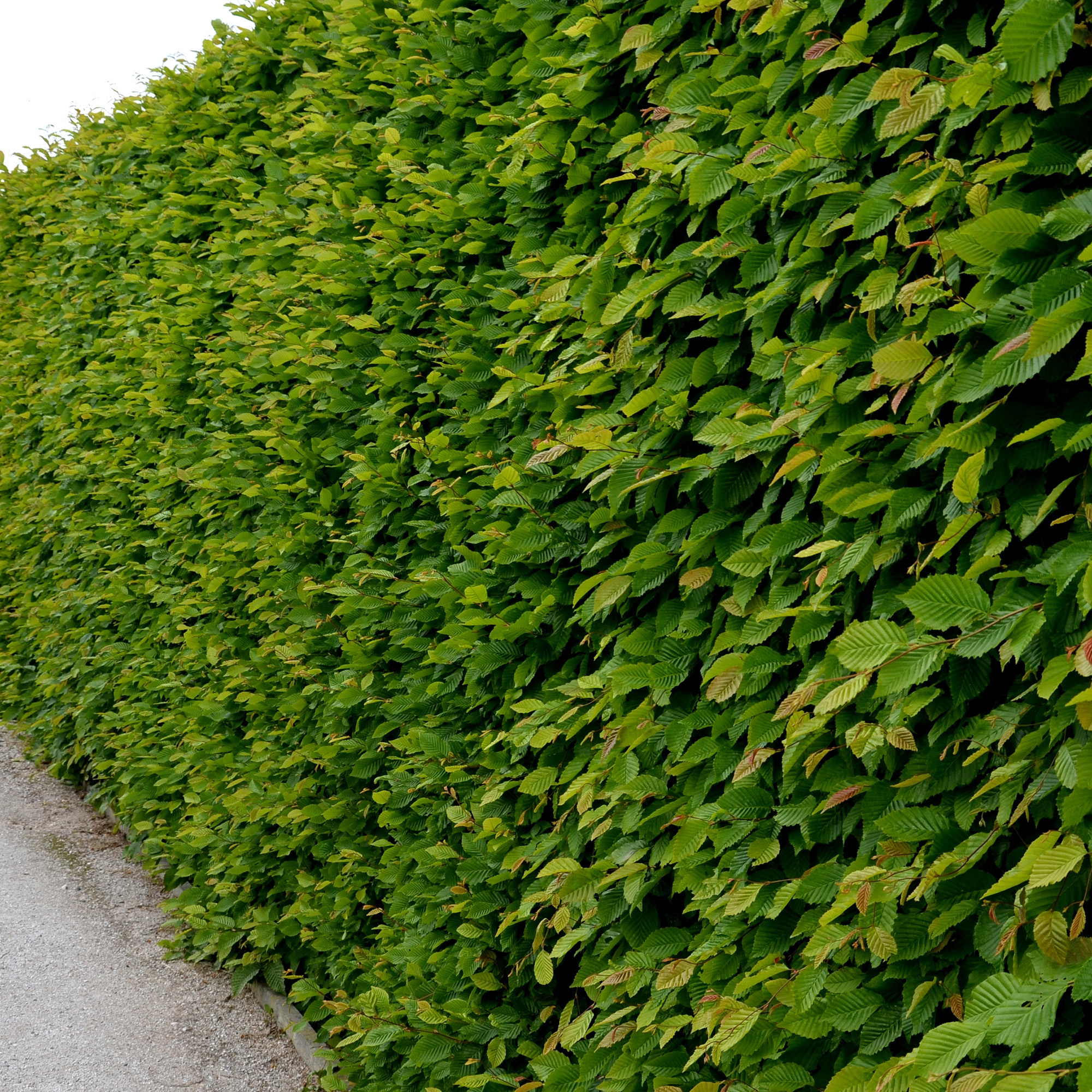 AvenBok Omnia Garden 30-50 cm