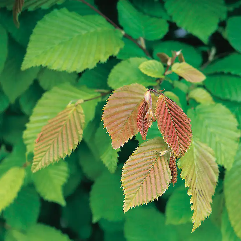 AvenBok Omnia Garden 30-50 cm