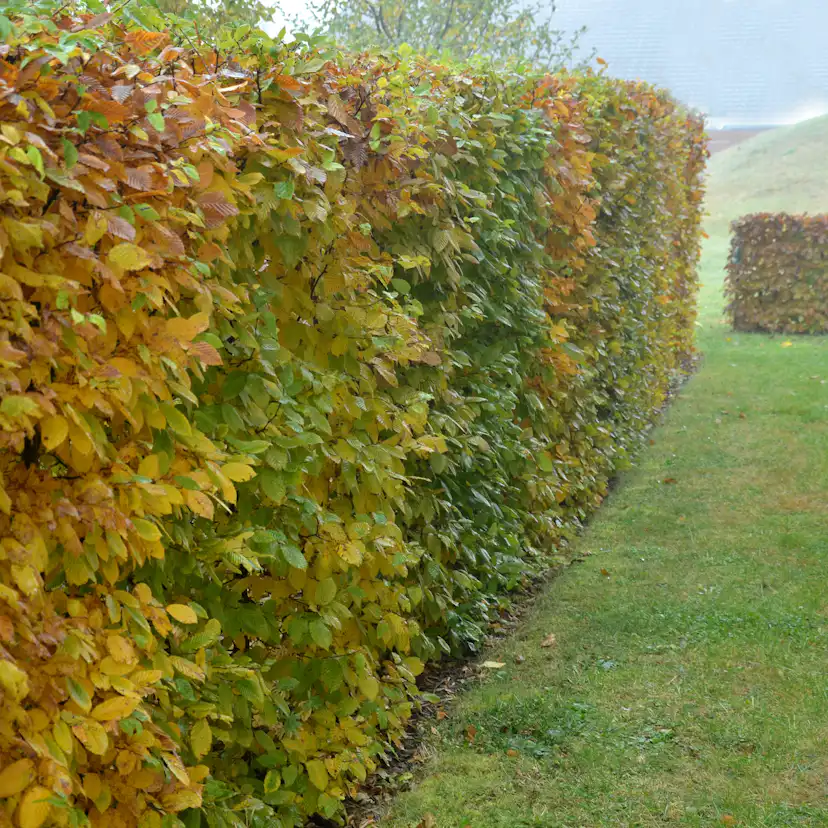 AvenBok Omnia Garden 30-50 cm