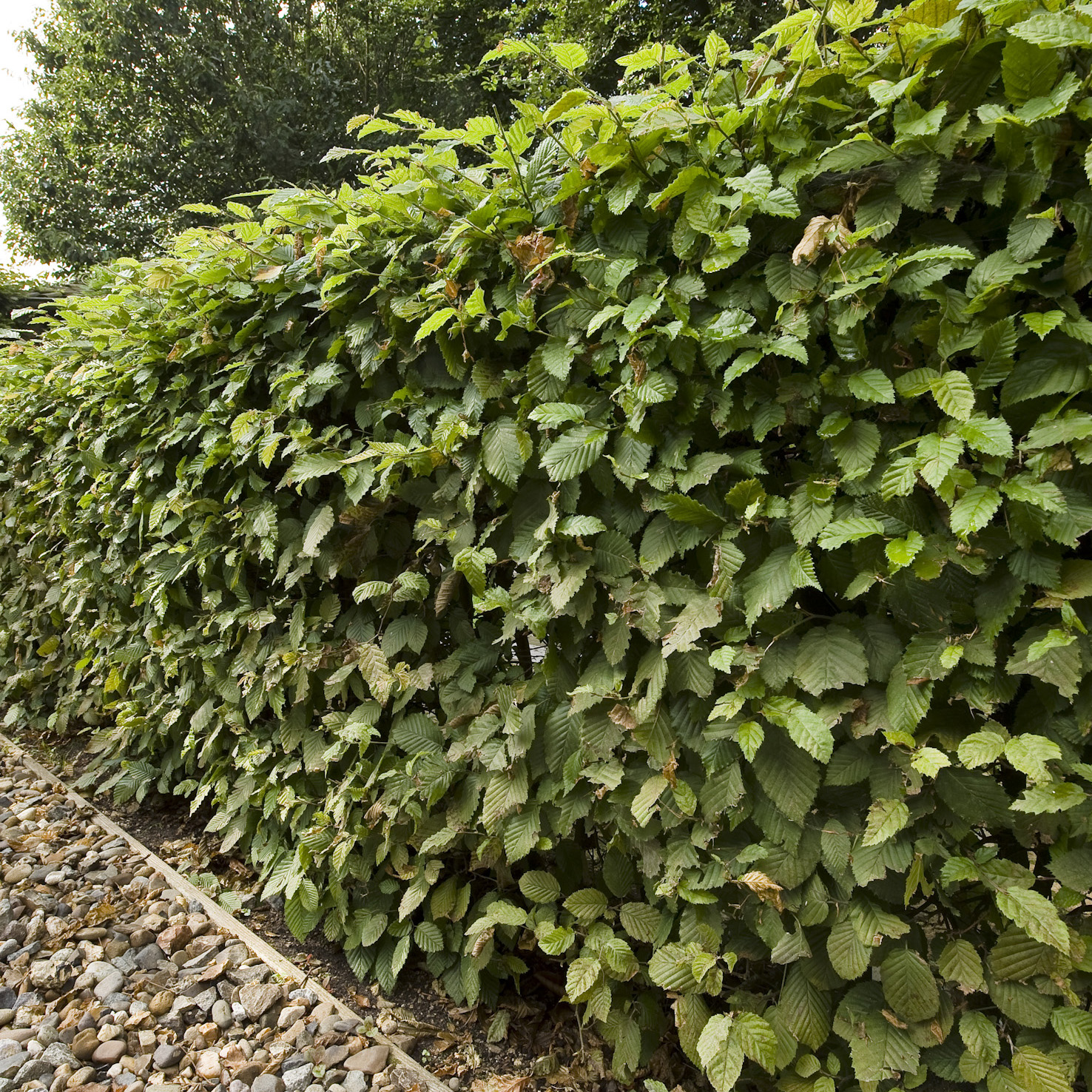 AvenBok Omnia Garden 60-100 cm