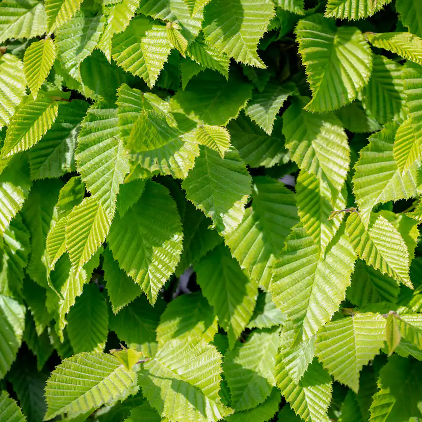 AvenBok Omnia Garden 60-100 cm