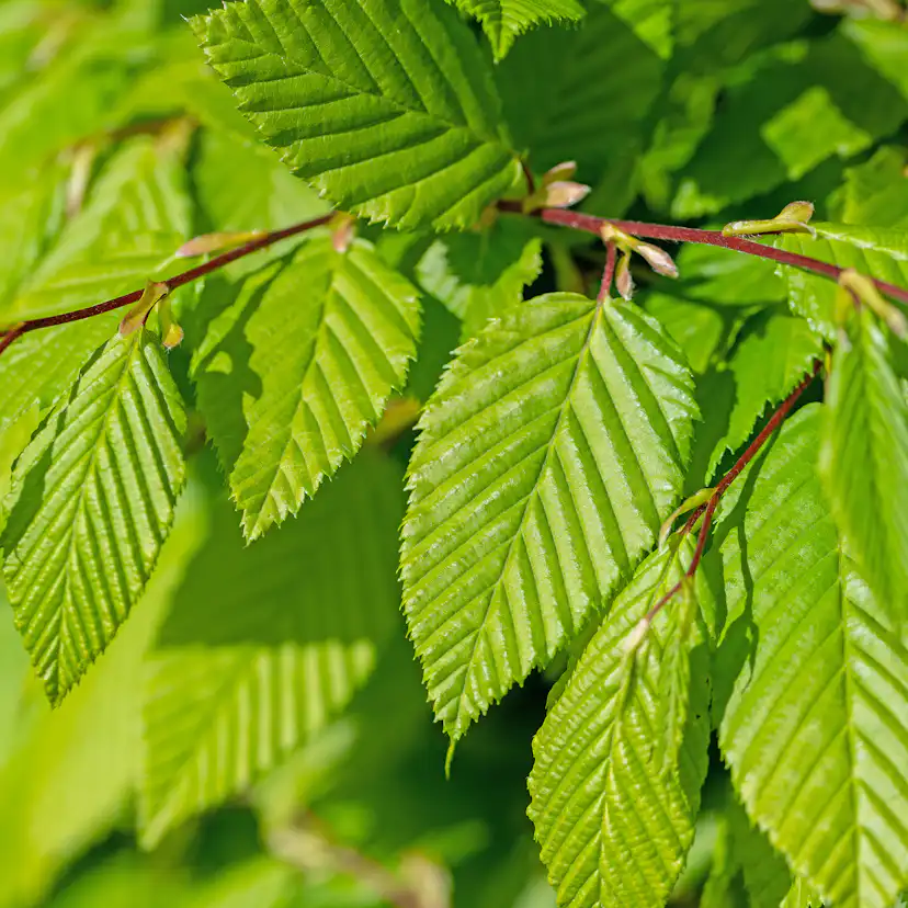 AvenBok Omnia Garden 60-100 cm