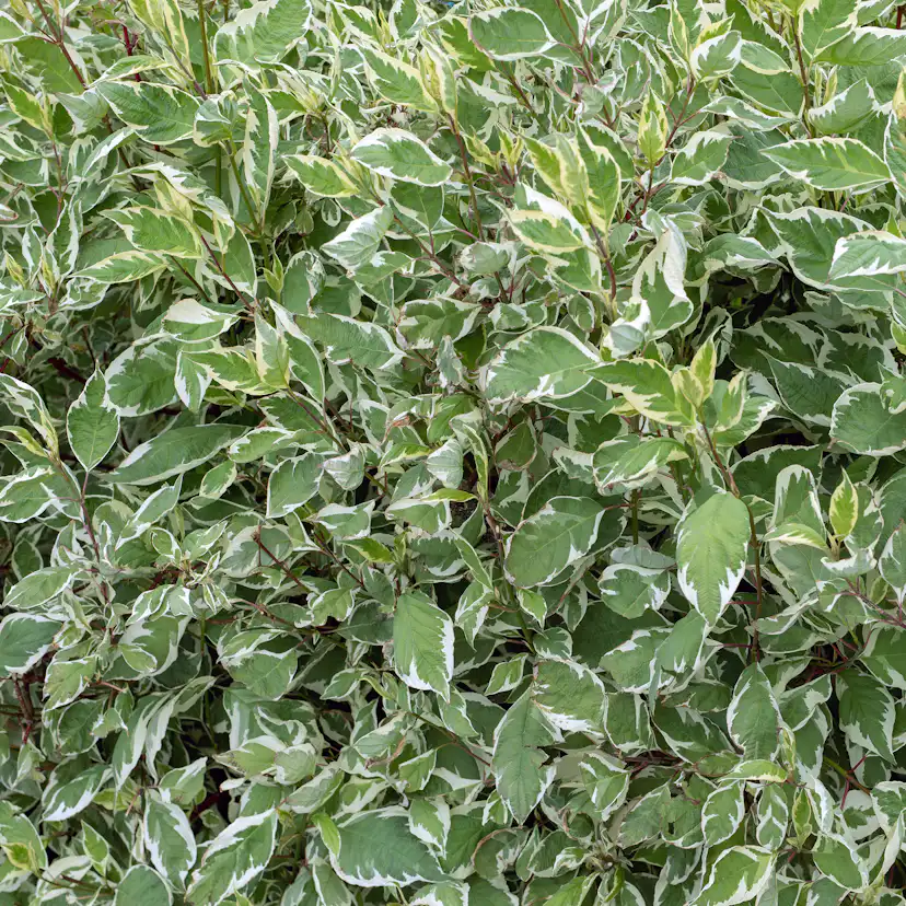 Buske Omnia Garden Korallkornell 50-80 cm