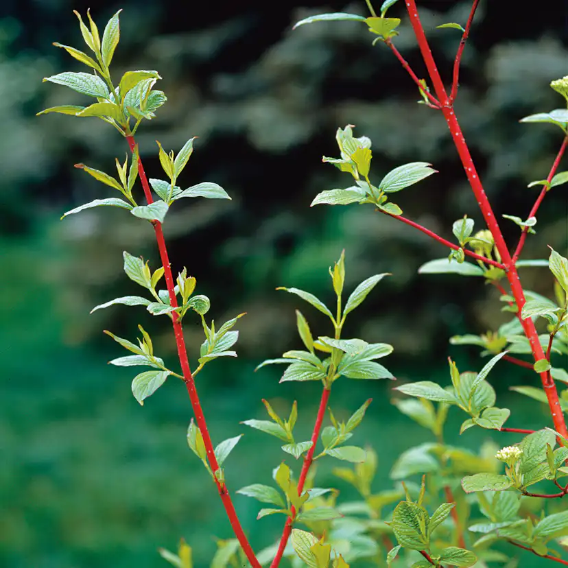 Buske Omnia Garden Korallkornell 50-80 cm