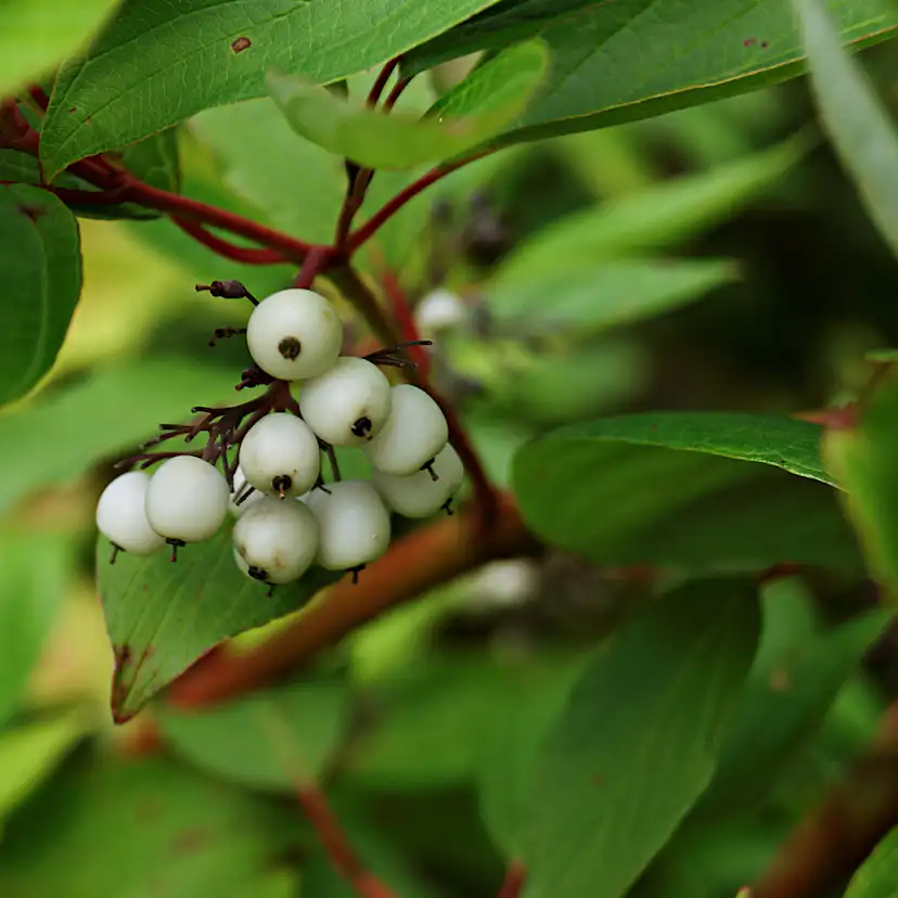 Buske Omnia Garden Korallkornell 50-80 cm