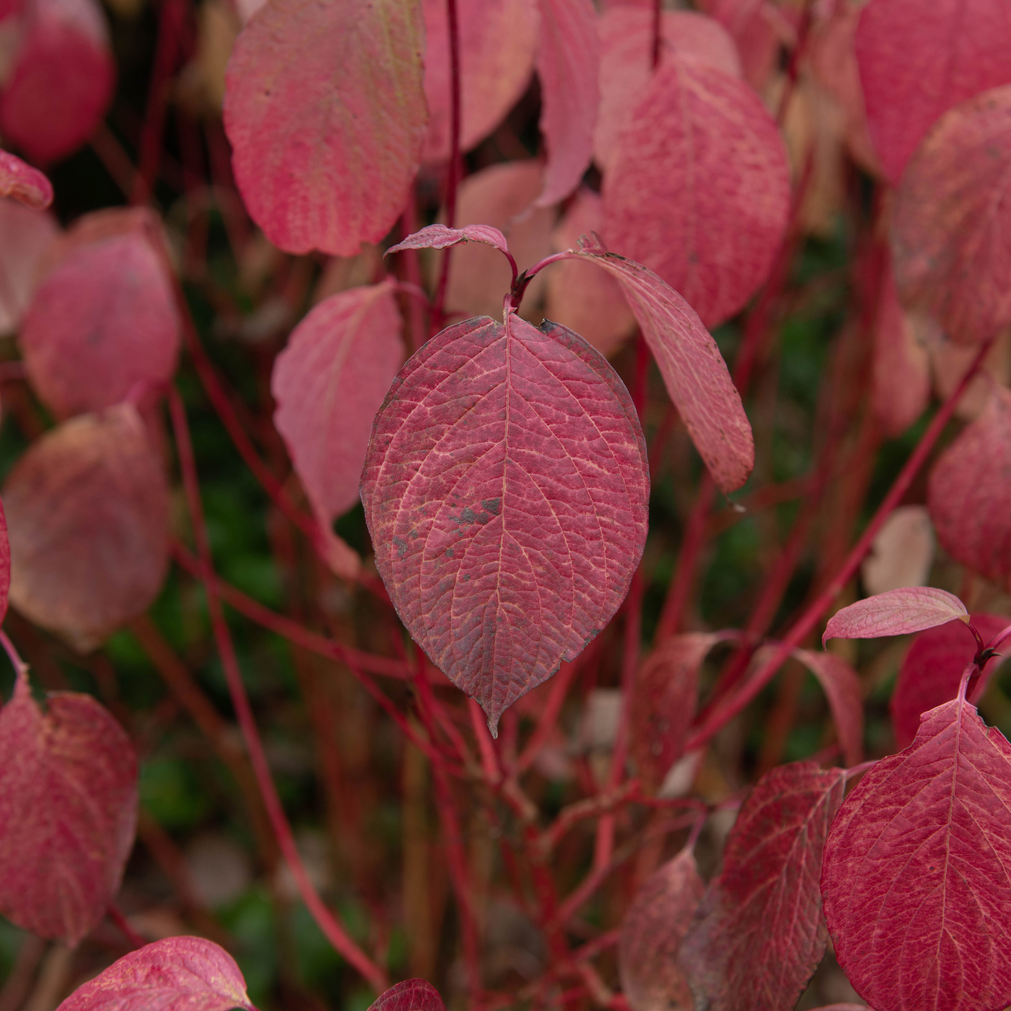 Buske Omnia Garden Korallkornell 50-80 cm