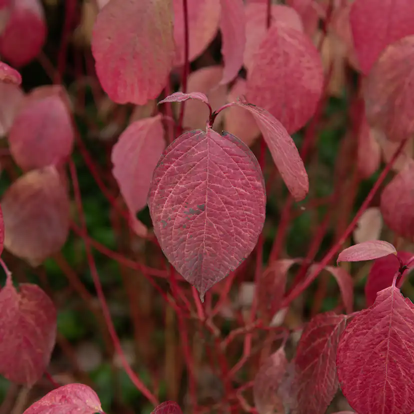 Buske Omnia Garden Korallkornell 50-80 cm