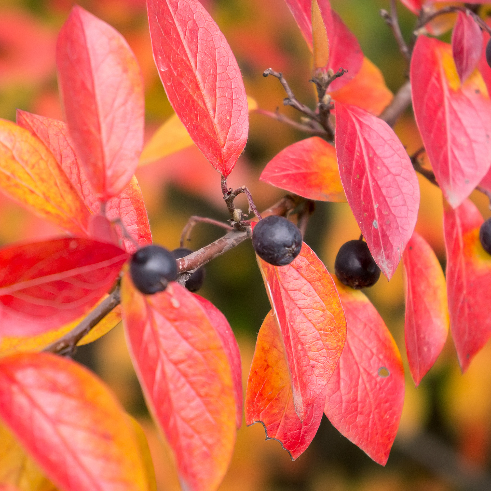 Häckoxbär Omnia Garden 30-50 cm