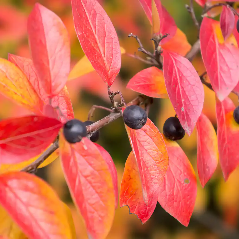 Häckoxbär Omnia Garden 30-50 cm