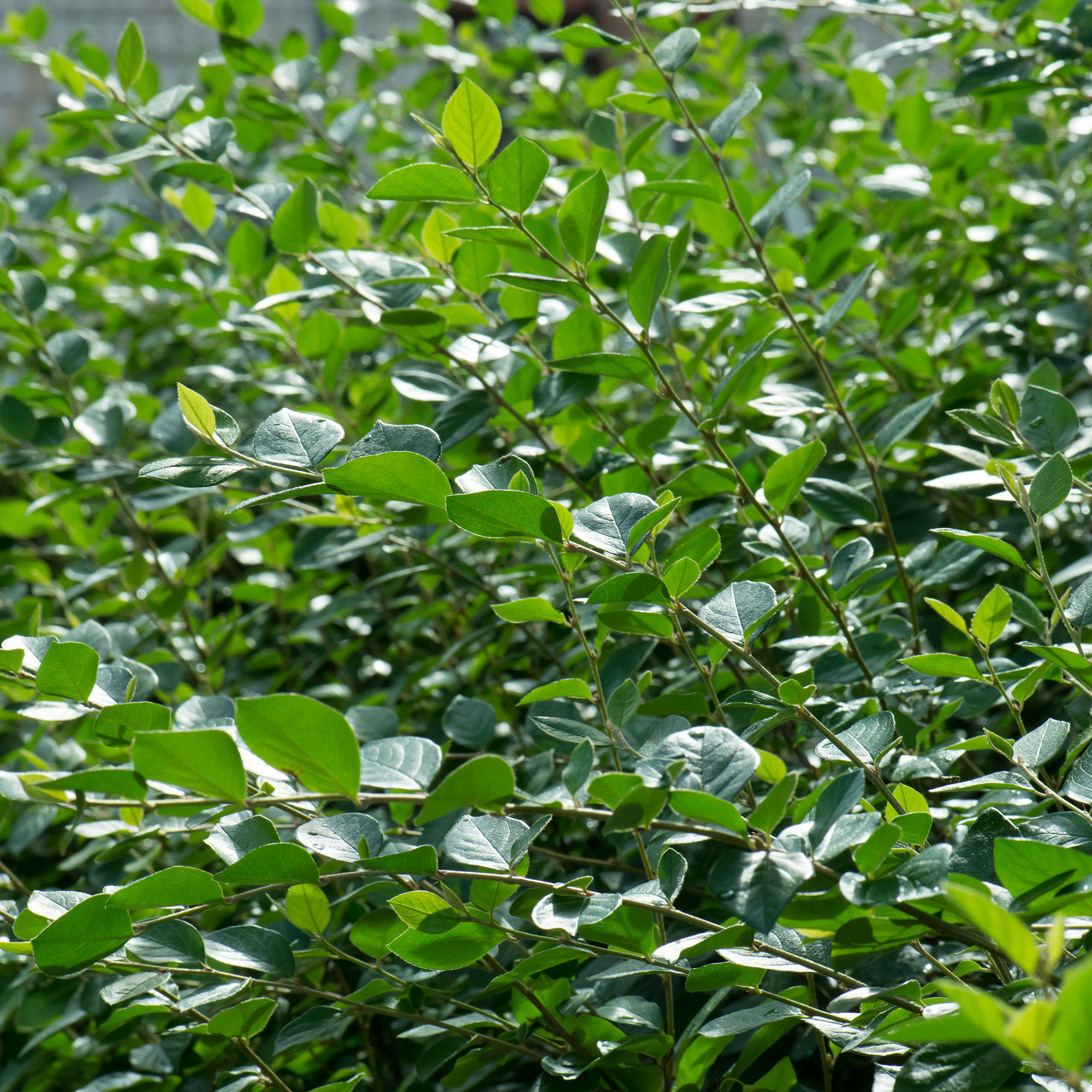 Häckoxbär Omnia Garden 30-50 cm