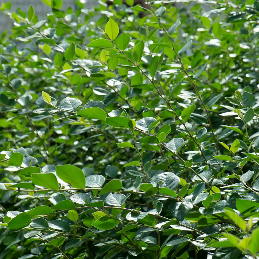 Häckoxbär Omnia Garden 30-50 cm