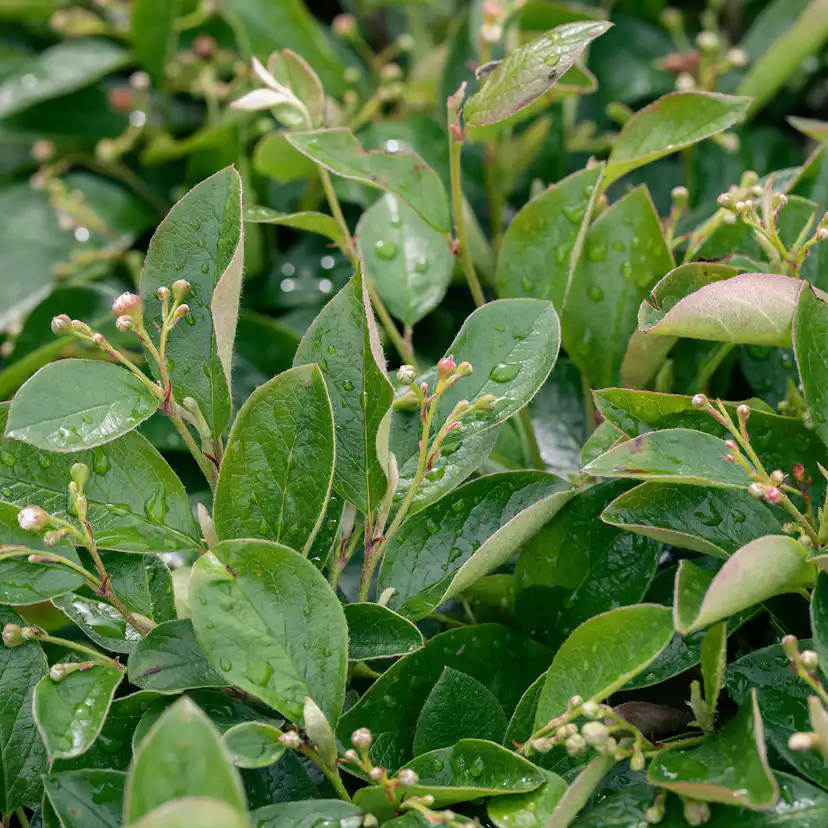 Häckoxbär Omnia Garden 30-50 cm