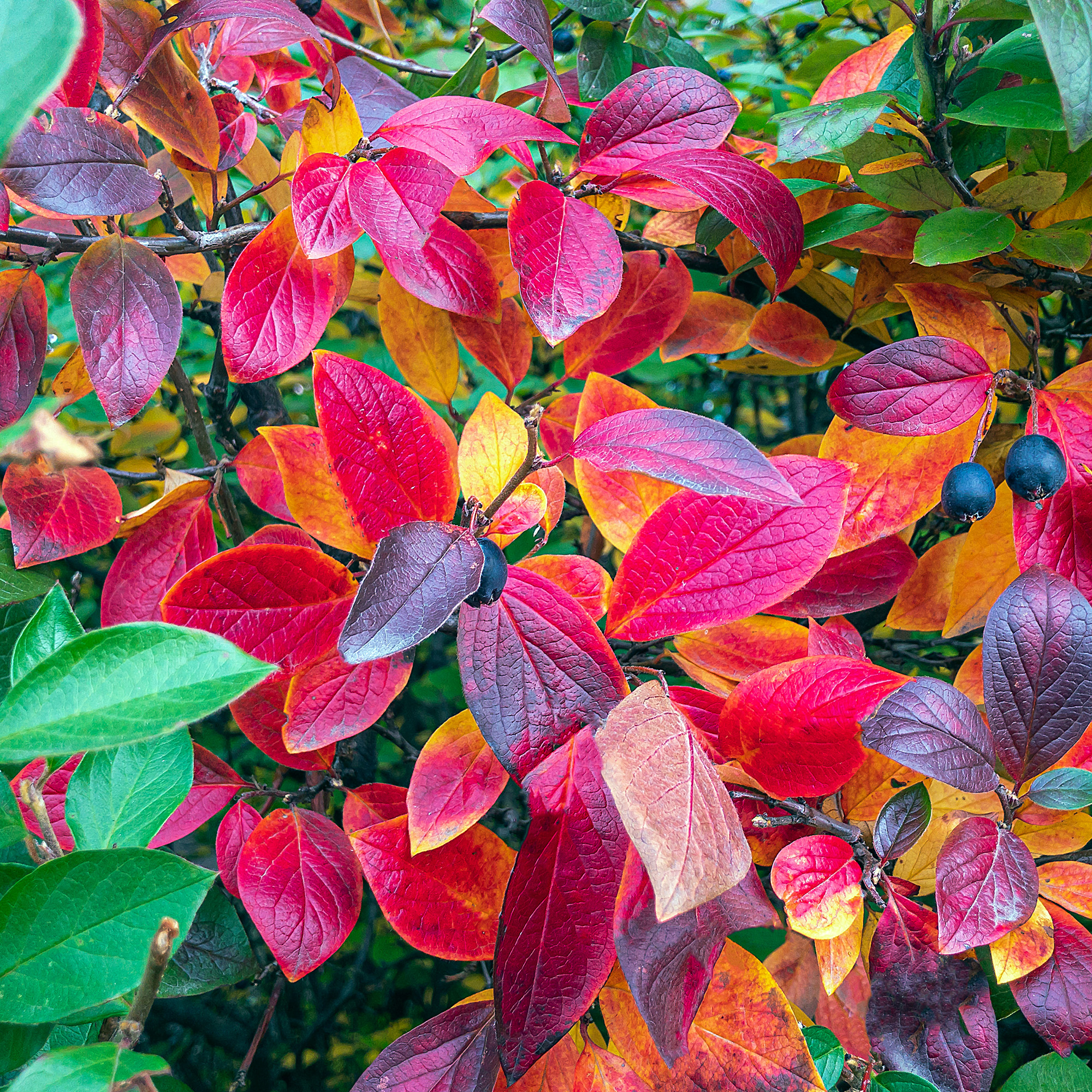 Häckoxbär Omnia Garden 30-50 cm