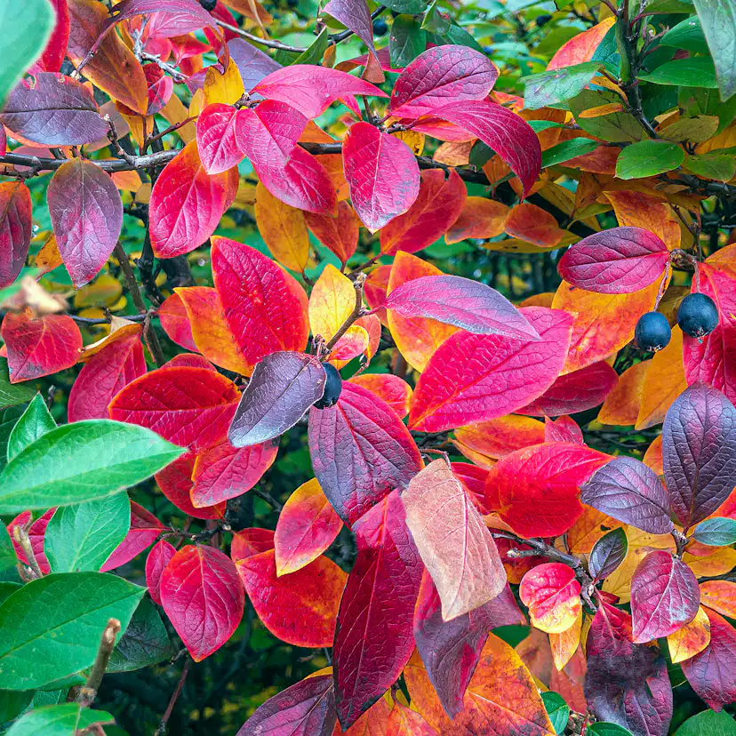 Häckoxbär Omnia Garden 30-50 cm