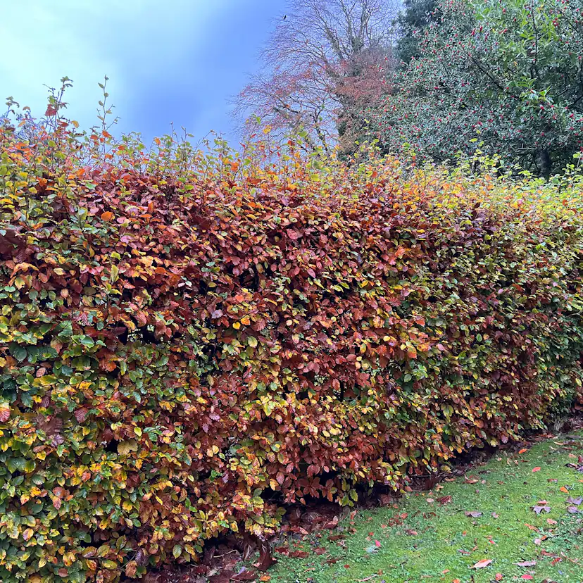 Bok Omnia Garden 50-80 cm