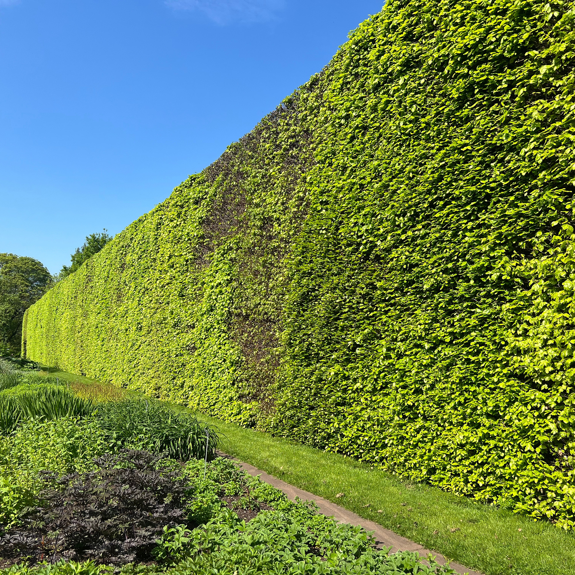Bok Omnia Garden 50-80 cm