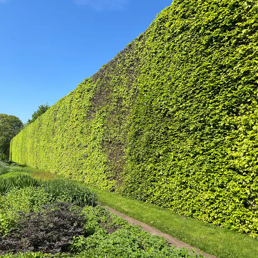 Bok Omnia Garden 50-80 cm