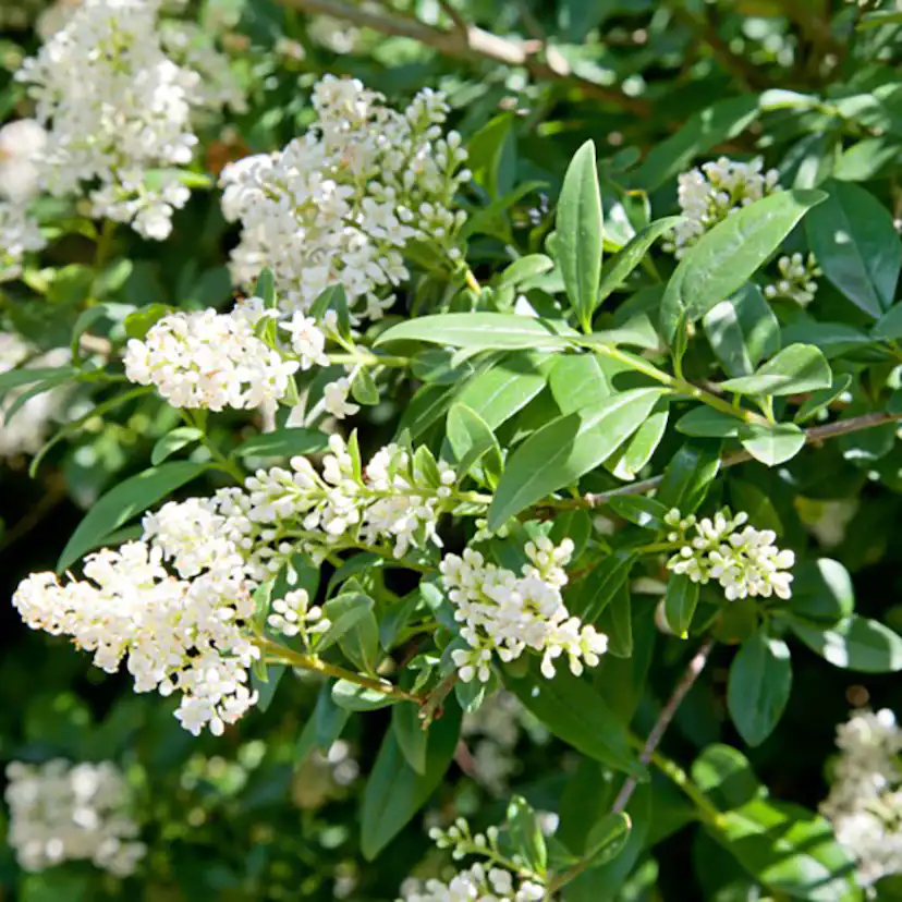 Häck Omnia Garden Liguster 40-60 cm