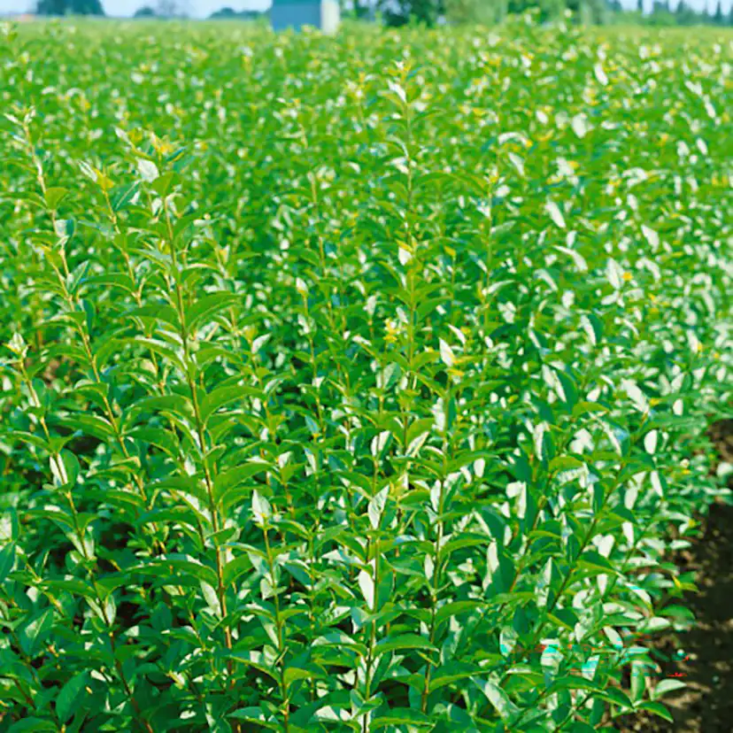 Häck Omnia Garden Liguster 40-60 cm