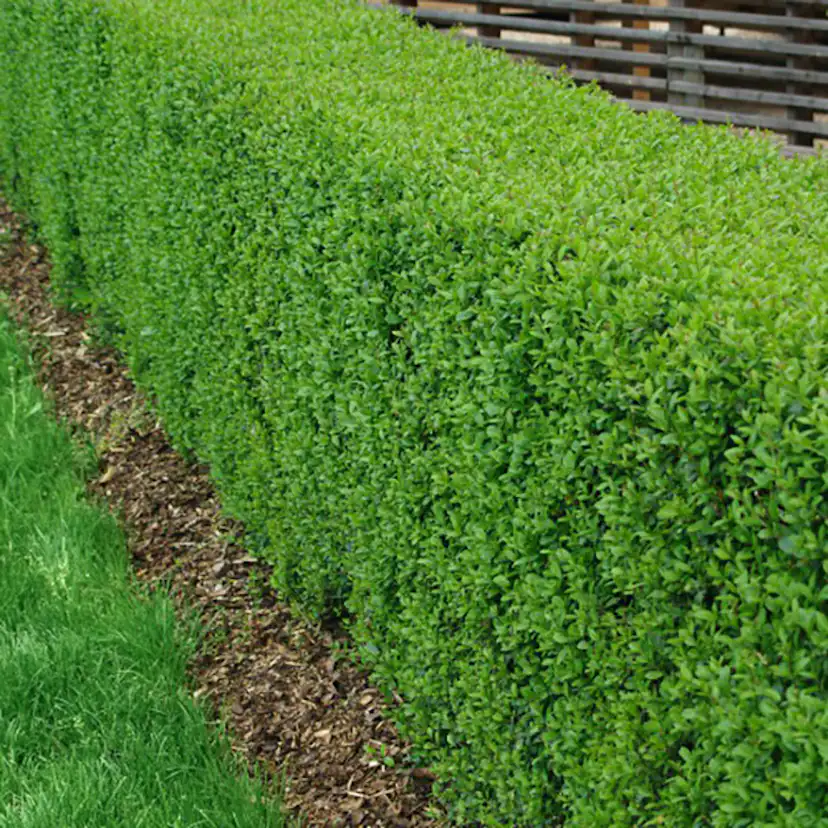 Häck Omnia Garden Liguster 40-60 cm