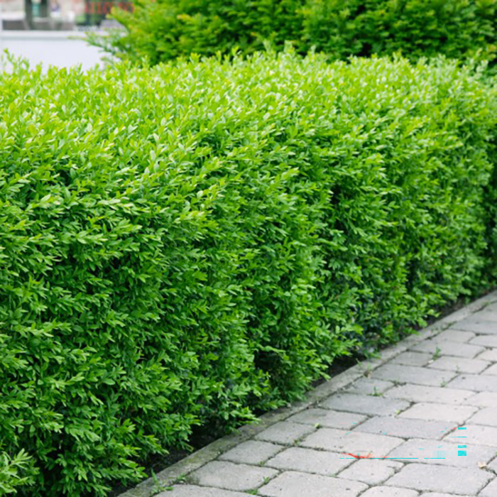 Häck Omnia Garden Vinterliguster Liga 30-50 cm