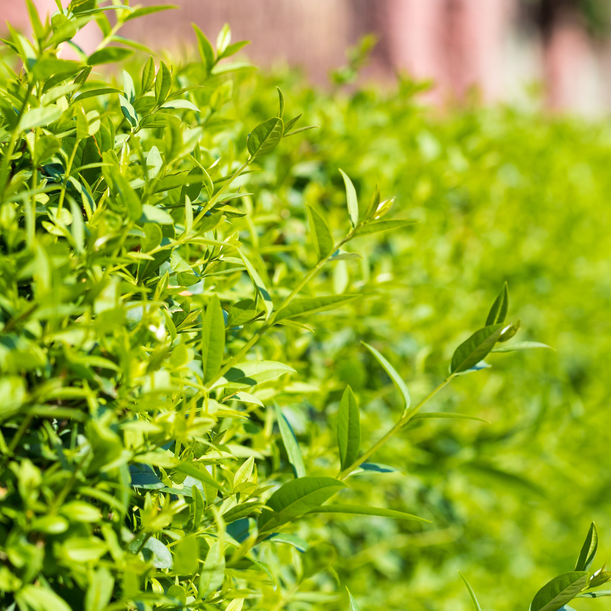 Häck Omnia Garden Vinterliguster Liga 30-50 cm