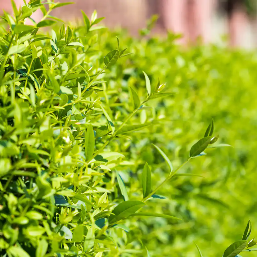 Häck Omnia Garden Vinterliguster Liga 30-50 cm