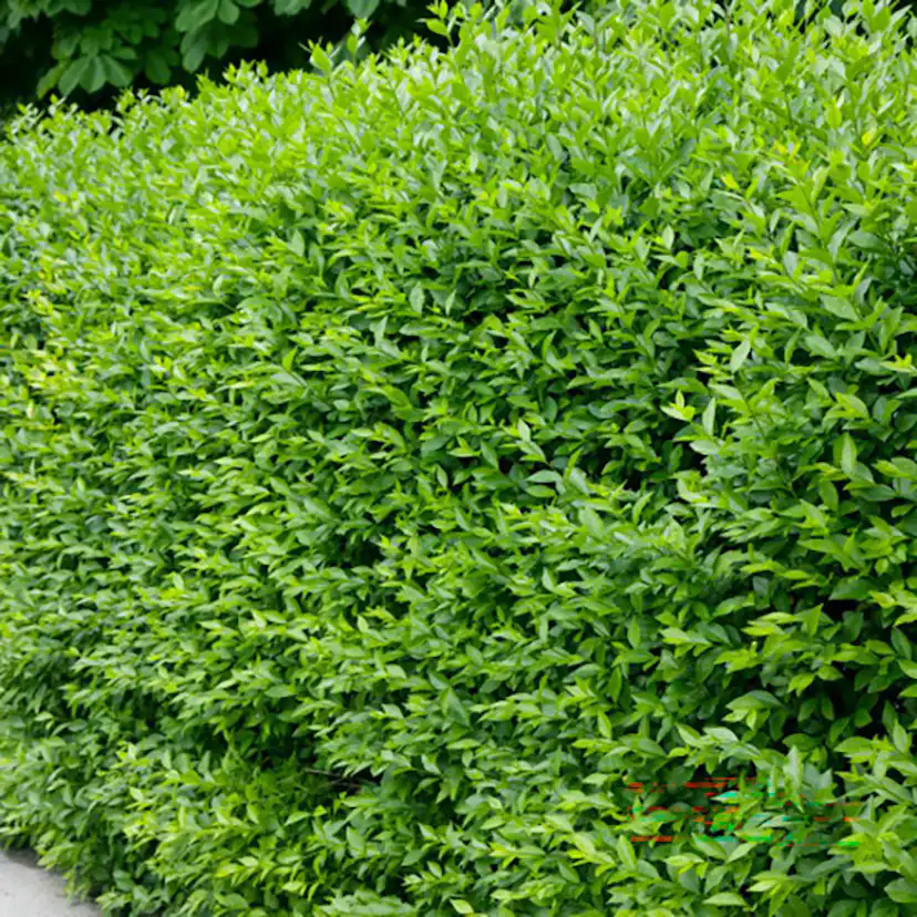 Häck Omnia Garden Vinterliguster Liga 50-80 cm 3-5 Grenar