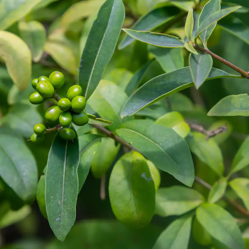 Häck Omnia Garden Vinterliguster Liga 50-80 cm 3-5 Grenar