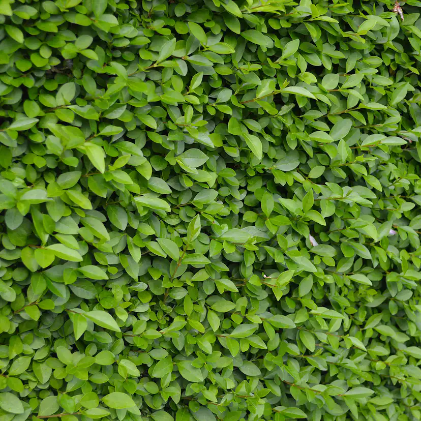 Häck Omnia Garden Vinterliguster Liga 50-80 cm 3-5 Grenar