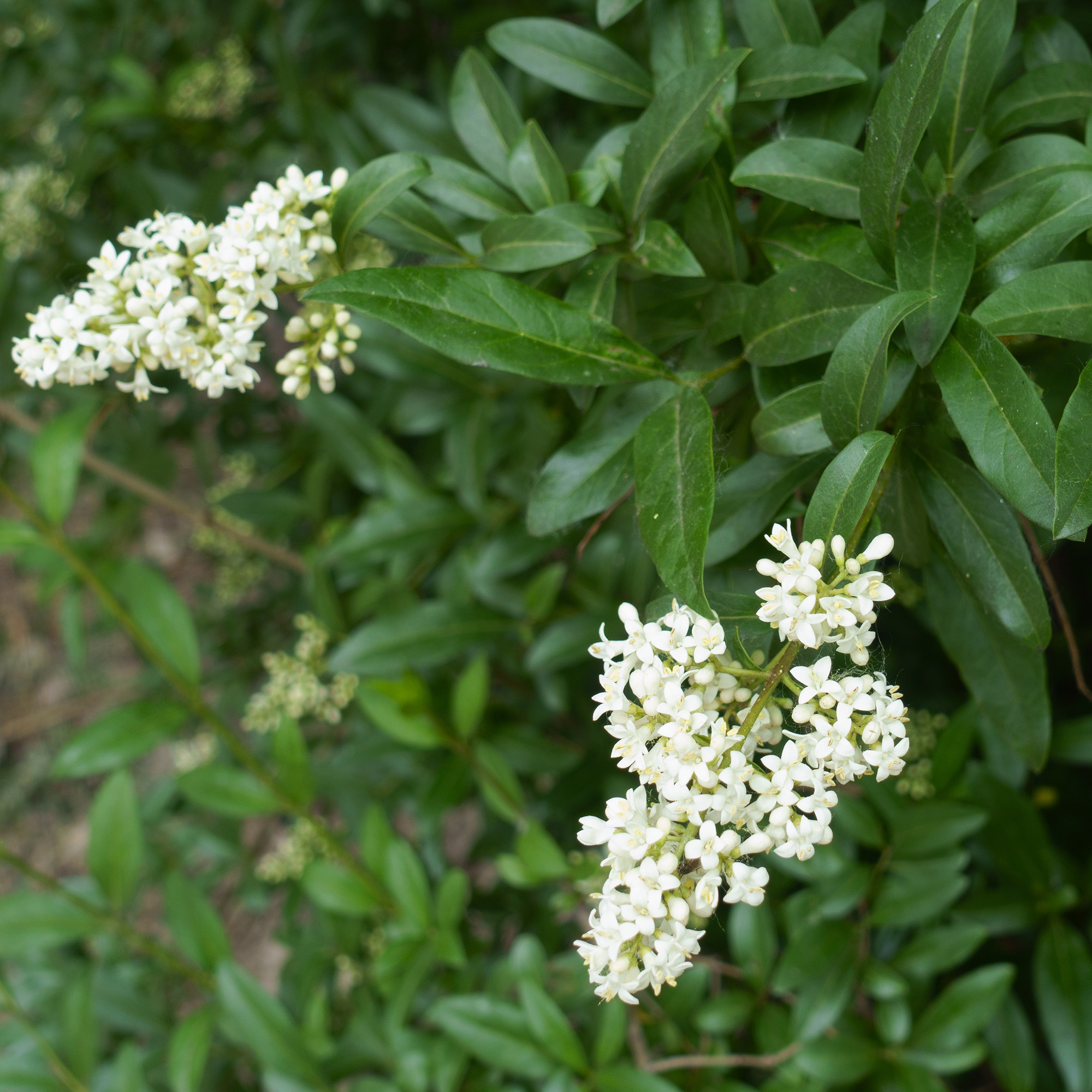 Häck Omnia Garden Vinterliguster Liga 50-80 cm 3-5 Grenar