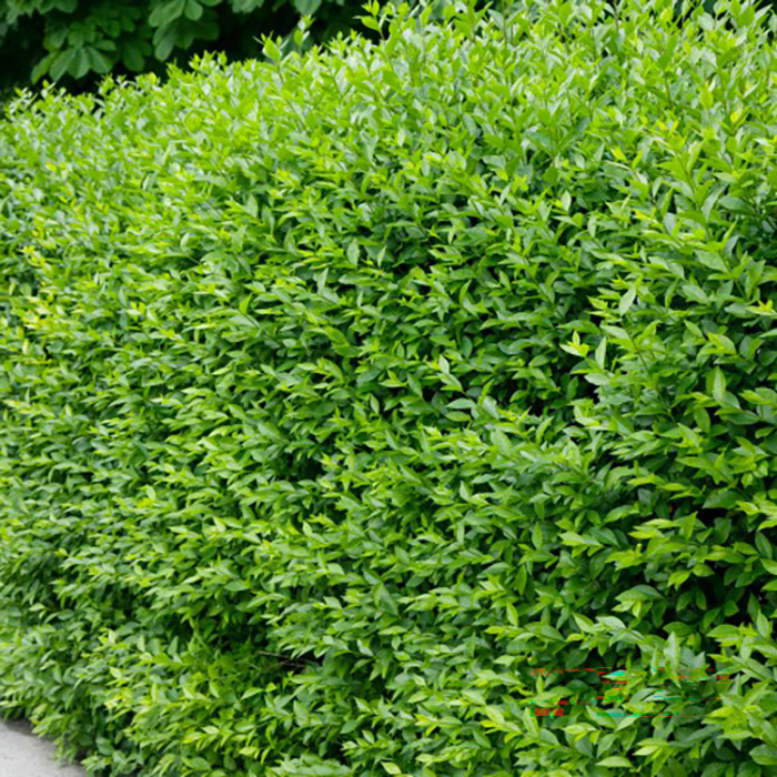 Häck Omnia Garden Vinterliguster Liga 50-80 cm 6-10 Grenar