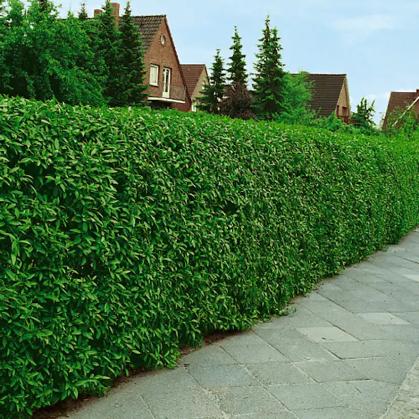 Häck Omnia Garden Vinterliguster Liga 50-80 cm 6-10 Grenar