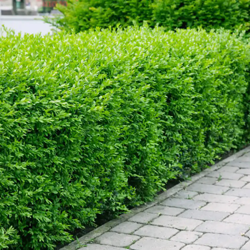 Häck Omnia Garden Vinterliguster Liga 50-80 cm 6-10 Grenar