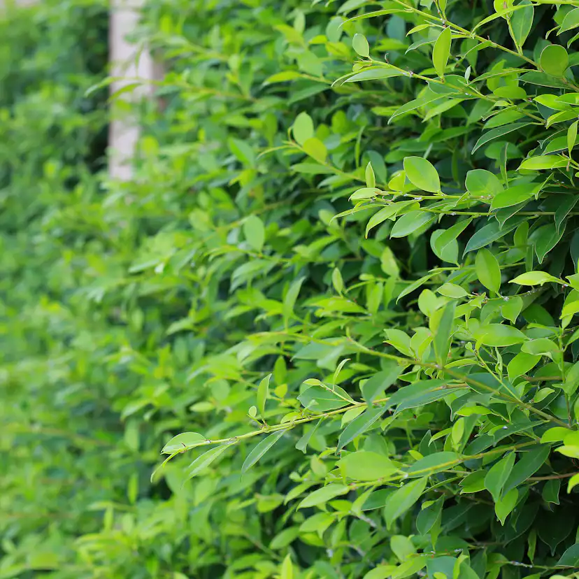 Häck Omnia Garden Vinterliguster Liga 50-80 cm 6-10 Grenar