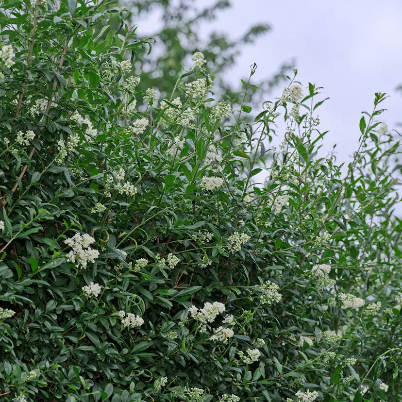 Häck Omnia Garden Vinterliguster Liga 50-80 cm 6-10 Grenar